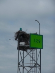 067-ospreys-nest