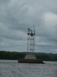 074-cormorants