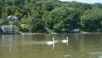 108-swans